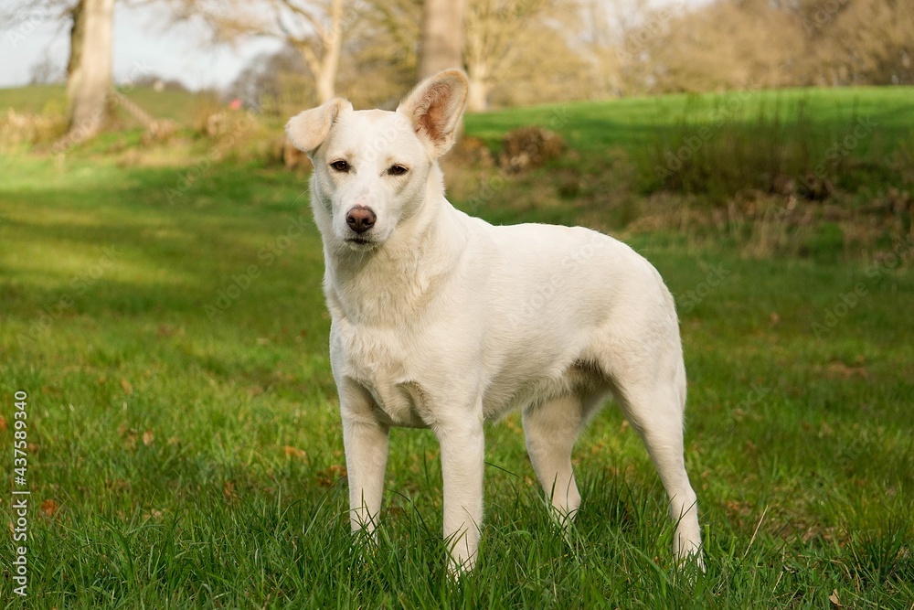 beautiful white shepherd mixed dog is standing on a field