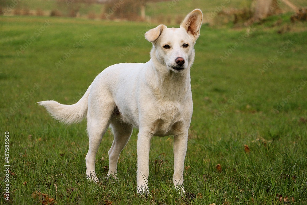 beautiful white shepherd mixed dog is stangin on a field beautiful white shepherd mixed dog is stangin on a field
