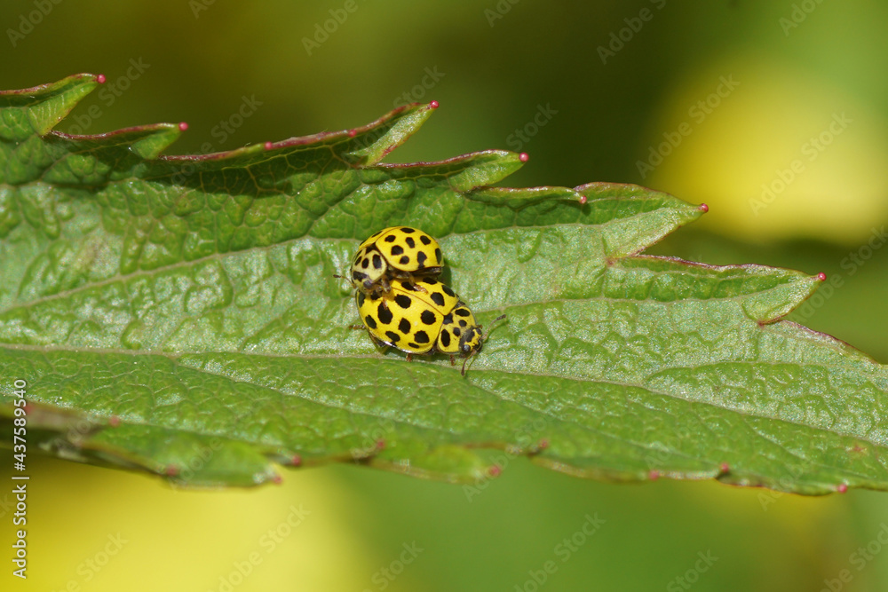 Two 22-spot ladybirds, Psyllobora vigintiduopunctata, family Coccinellidae on a leaf in a Dutch garden. Spring, Netherlands, May Two 22-spot ladybirds, Psyllobora vigintiduopunctata, family Coccinellidae on a leaf in a Dutch garden. Spring, Netherlands, May