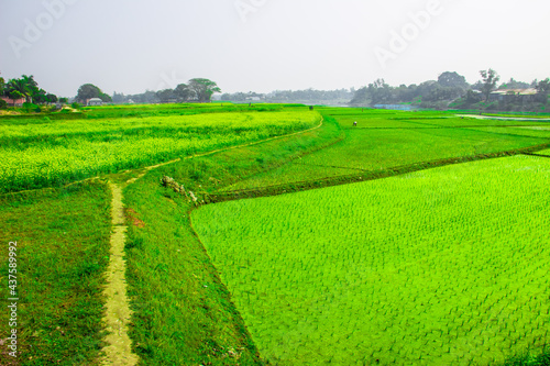 The agricultural green field. This image captured on January 23  2018  from Dhamraei Bangladesh  South Asia