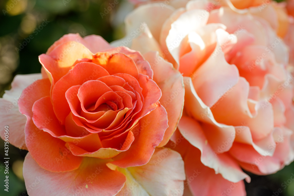 'Brass Band' Apricot or Apricot Blend  Floribunda Rose in Bloom. San Jose Municipal Rose Garden, San Jose, California, USA.