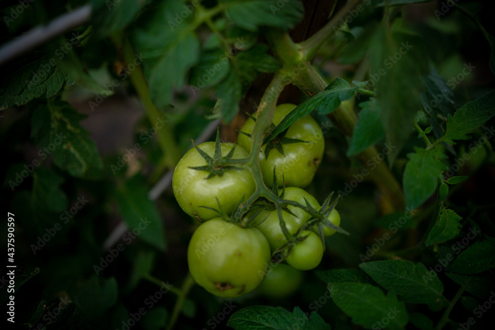 Green tomatoes in the garden, tomatoes in the farm, tomatoes in the greenhouse, tomatoes on the brunch. Green tomatoes in the garden, tomatoes in the farm, tomatoes in the greenhouse, tomatoes on the brunch.