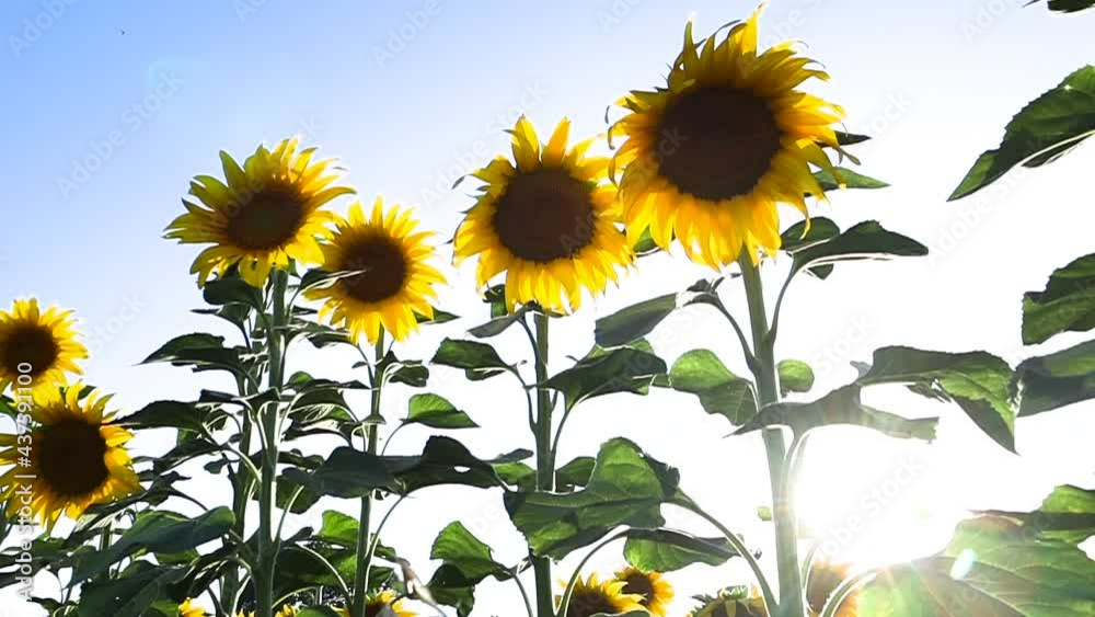 Field of sunflowers.Flowers sunflower against the sky. Cultivation of sunflowers. Sunflower swaying in the wind. Field of sunflowers.Flowers sunflower against the sky. Cultivation of sunflowers. Sunflower swaying in the wind.