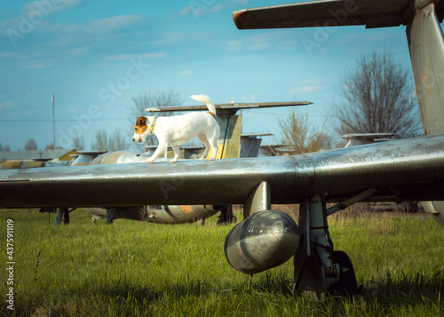 White thoroughbred Jack Russell Terrier on the wing of a strin airplane from the times of the USSR. The dog walks on the wing of the air car. photo