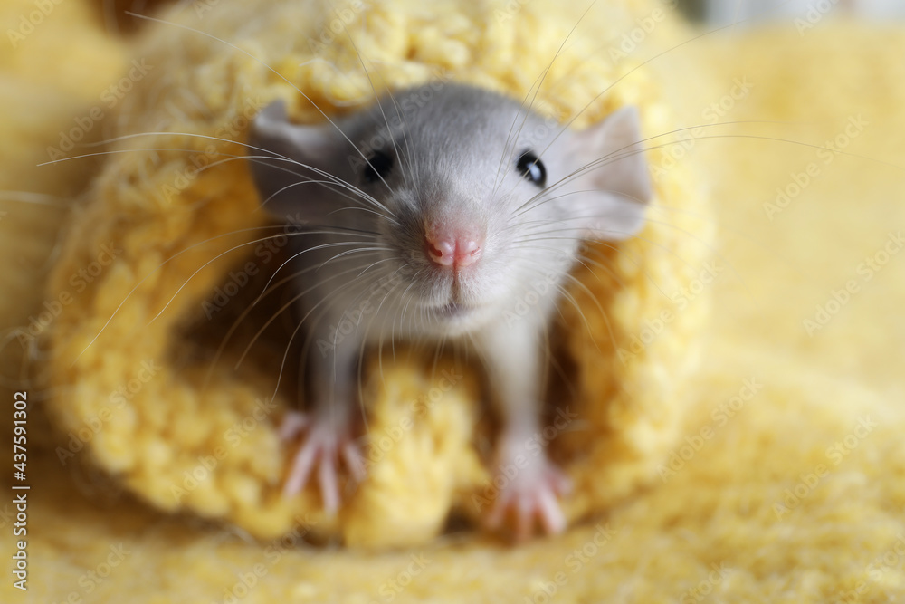 Cute small rat wrapped in yellow knitted plaid, closeup Cute small rat wrapped in yellow knitted plaid, closeup