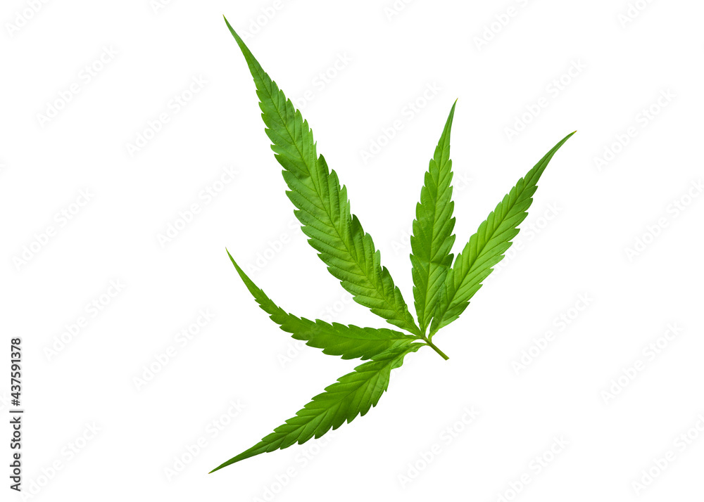 Cannabis leaf Photo full depth field isolated on white background. This has clipping path. Cannabis leaf Photo full depth field isolated on white background. This has clipping path.