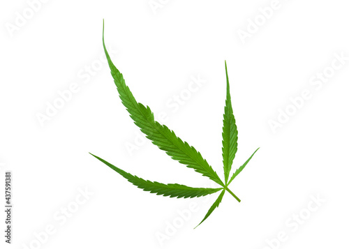 Cannabis leaf Photo full depth field isolated on white background. This has clipping path. 