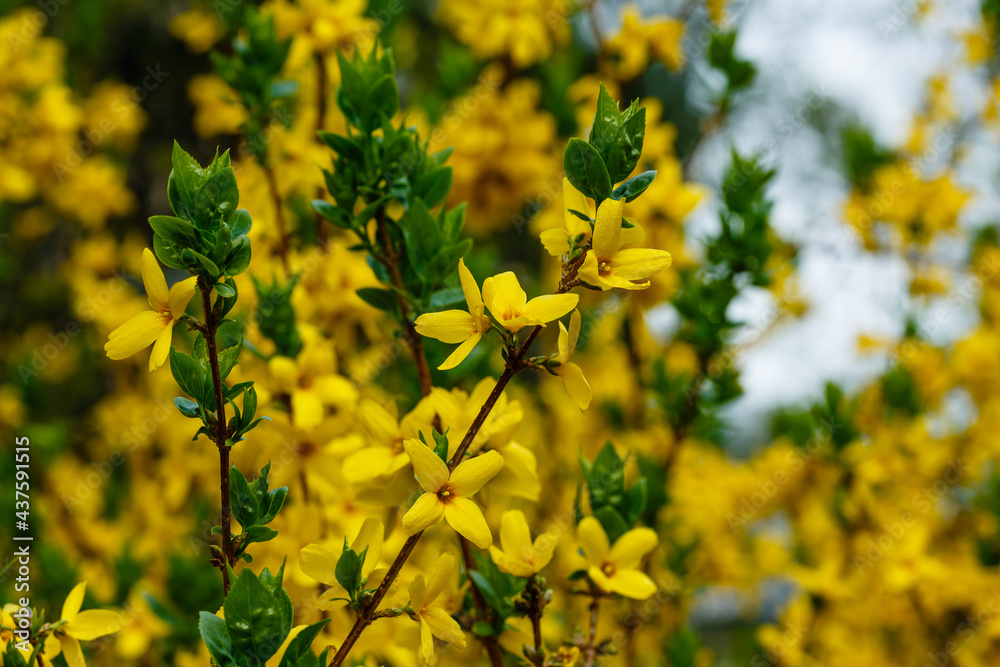 Forsythia flowers, Golden Bell, Border Forsythia (Forsythia x intermedia, europaea) blooming in spring garden bush Forsythia flowers, Golden Bell, Border Forsythia (Forsythia x intermedia, europaea) blooming in spring garden bush