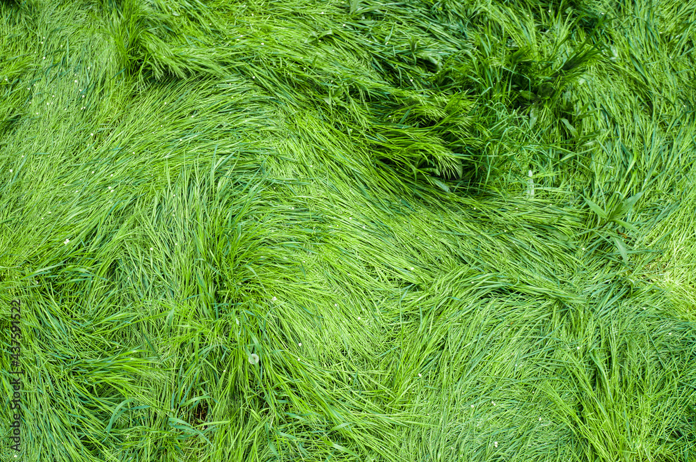 Green grass arial view Green grass arial view