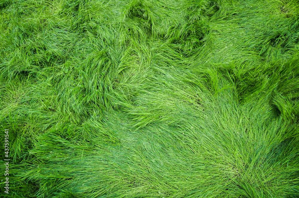 Green grass arial view