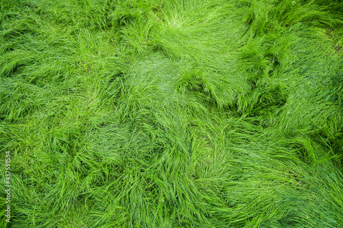Green grass arial view