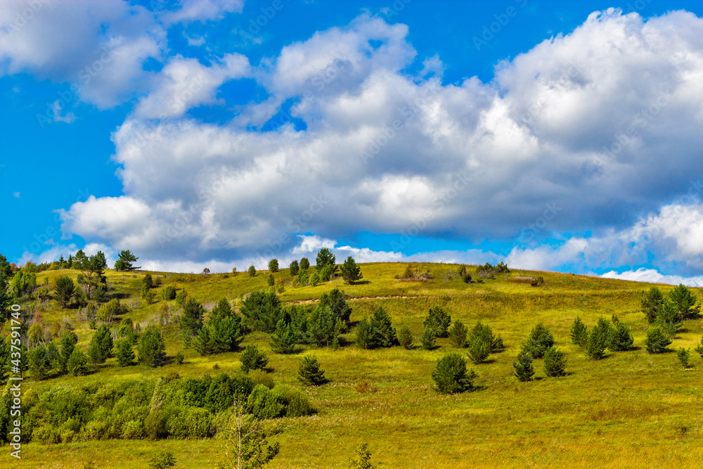 thickets of bushes on the hill on a sunny summer day