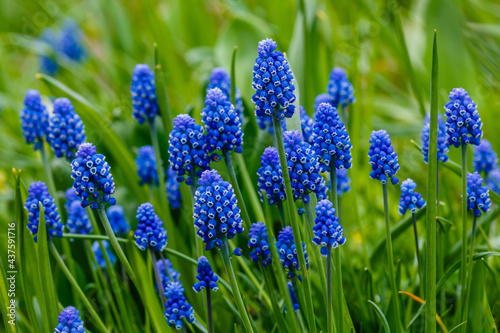Muscari flowers, Muscari armeniacum, Grape Hyacinths spring flowers blooming in april and may. Muscari armeniacum plant with blue flowers photo