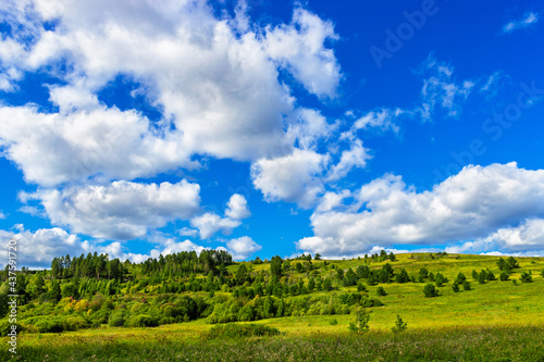 pine grove on a hill on a sunny summer day