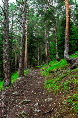 walking trail in a coniferous forest on a summer day