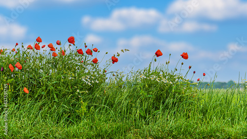 Mohnblumen am Rand eines Felds © mpix-foto