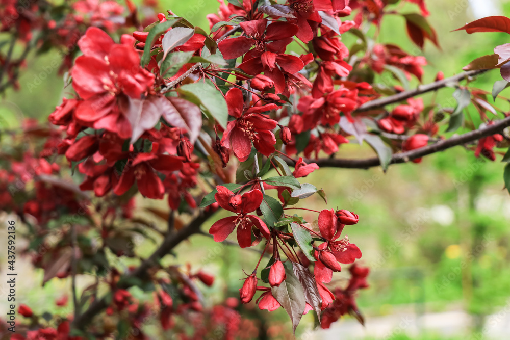 Natural green background with lush Malus Radiant red flowers on the branches