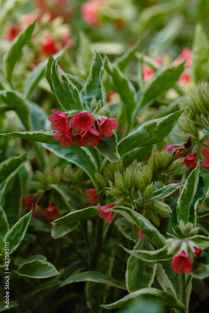 Pulmonaria rubra sort 'David Ward'. Unique red flowers lungwort in spring garden. Bumblebee on the flowers of the Pulmonaria rubra Pulmonaria rubra sort 'David Ward'. Unique red flowers lungwort in spring garden. Bumblebee on the flowers of the Pulmonaria rubra