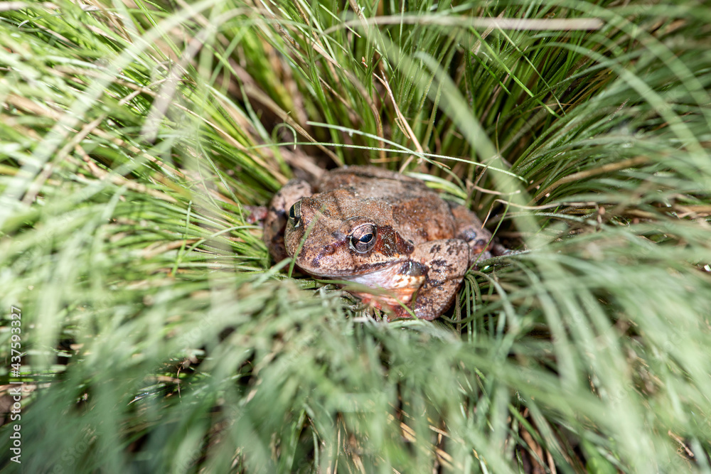 Obraz premium Frog sitting in the grass.