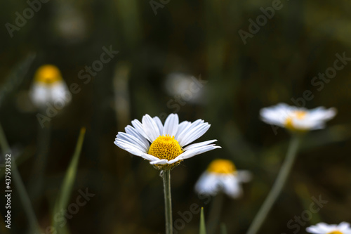 Chamomile with white petals on a dark green grass background. Close-up with blurred background.