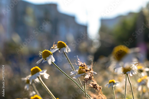 Chamomile flowers in bright sunlight on the background of houses. Close-up with blurred background.
