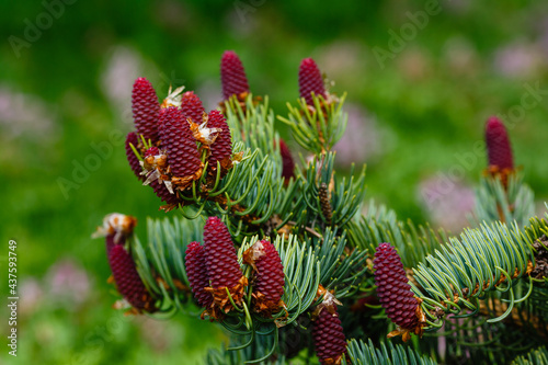 Young cones of blue spruce. springtime background with new spring growth on blue spruce. 
