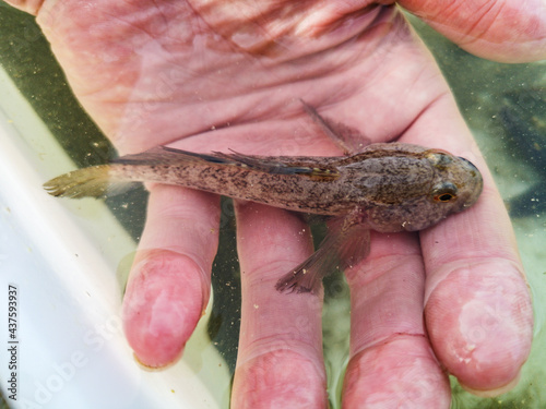 Small Gobiidae fish lifted out of water by an unrecognizable adult caucasian male, at close-up photo