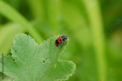 ladybug on green leaf © SN