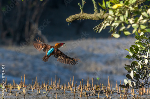 The brown-winged kingfisher (Pelargopsis amauroptera) at Sundarban National Park, West Bengal, India, photo