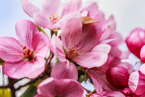 Delicate pink apple tree flowers  macro. Spring summer background. Stock photo,