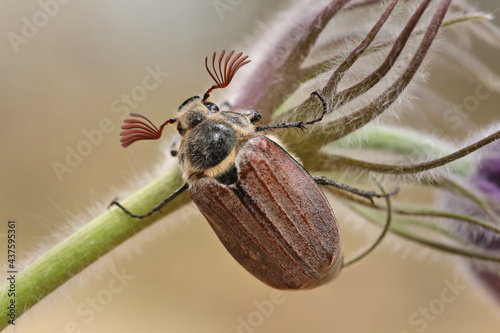 Foto Male Cockchafer, ( Melolonta ) , also known as the may beetle