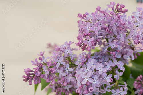 Beautiful branch of lilac on a yellow background. There is a place for text
