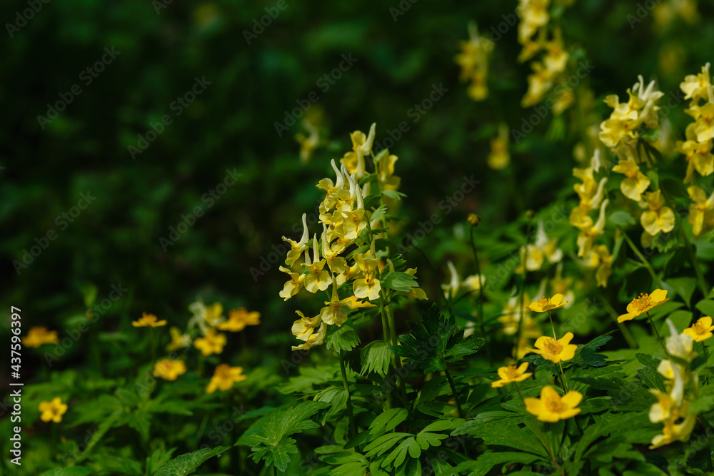 Сorydalis Lutea, Delicate yellow tubular flowers with lacy foliage Сorydalis Lutea, Delicate yellow tubular flowers with lacy foliage