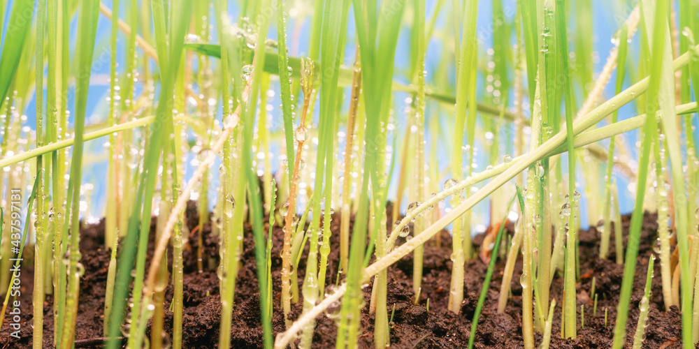 Obraz premium Fresh spring cereal grass with dew drops extreme close up