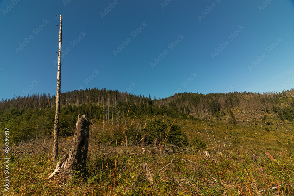 Mountain Side with Dry Broken Trees. Late Summer Tatras Mountains, Poland. Sunny Valley. Green Forest on the Background of Blue Cloudless Sky.Trees, Meadow and Broken Tree Trunks.
