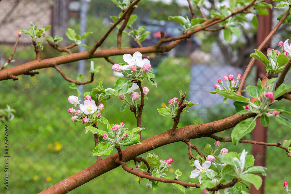 Delicate white-pink spring apple flowers with young green leaves growing on an apple tree in the garden