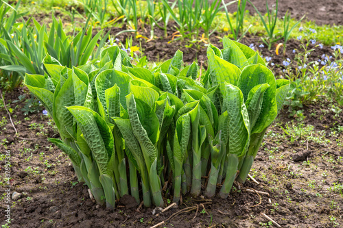 Young decorative garden plant Hosta growing in the spring sun in the garden bed.