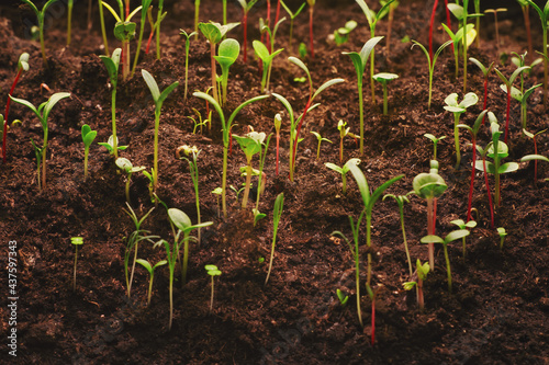 Young growing plants close up with selective focus against brown soil