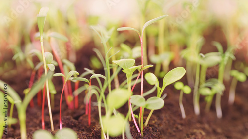 Young growing plants close ...