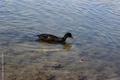 Wild ducks swim in the park's pond