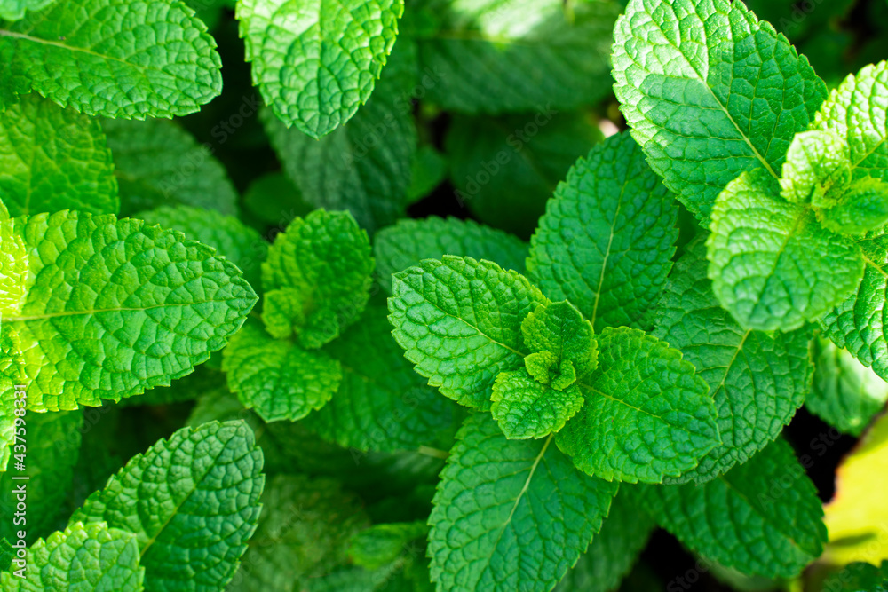 Fresh mint in the garden with a pronounced green color. Full frame, food background Fresh mint in the garden with a pronounced green color. Full frame, food background