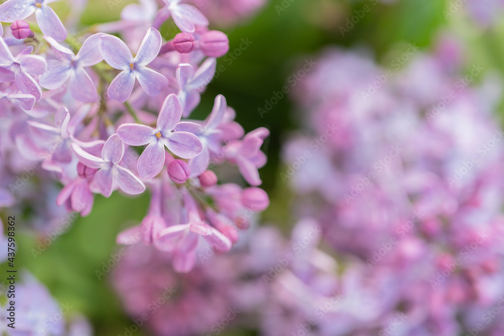 Lilac flowers close up. Natural background, there is a place for text Lilac flowers close up. Natural background, there is a place for text