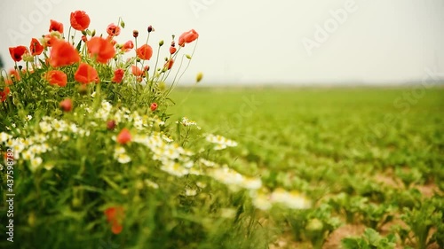Mohnblumen am Rand eines Felds photo