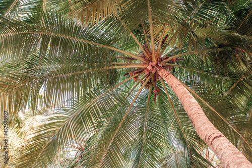 wide  lush crown of giant green coconut palm leaves  bottom view
