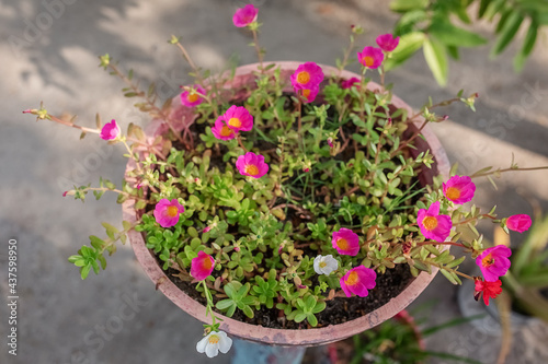 flowerbed with pink and white small flowers in the tropics photo