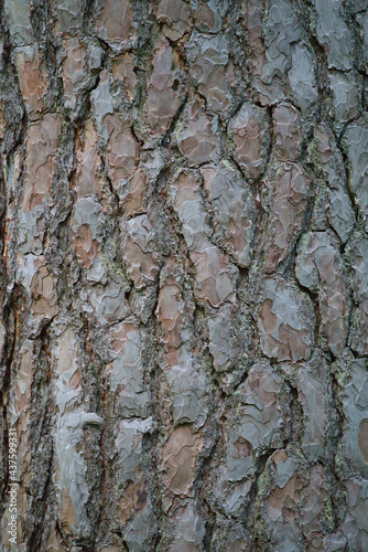 The stone pine cortex. Pine bark. Nature concept