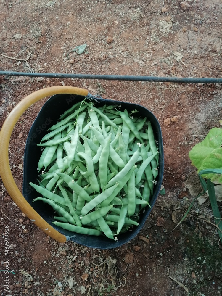 leaves