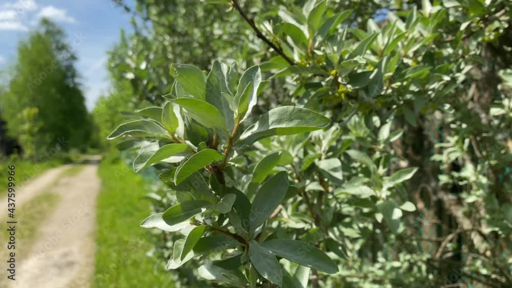 Green shrub close-up on the background of the outgoing road. Spring theme, summer, green background Green shrub close-up on the background of the outgoing road. Spring theme, summer, green background