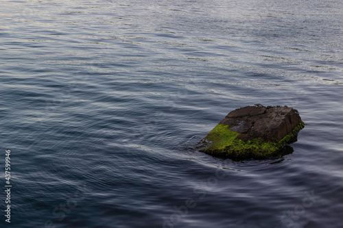 Large stone overgrown with green algae in the sea at sunset.