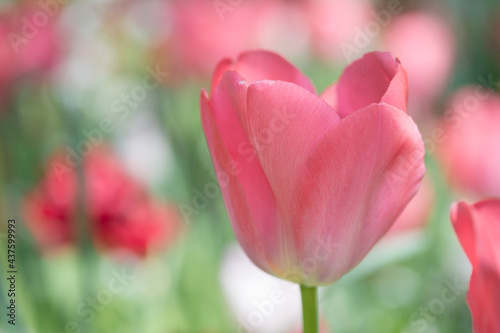 fleur tulipe rose très colorée sur fonds contrasté vert en pleine journée dans un parc
